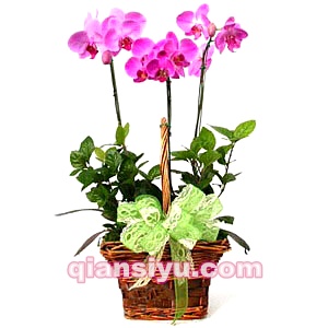 漳平鲜花店